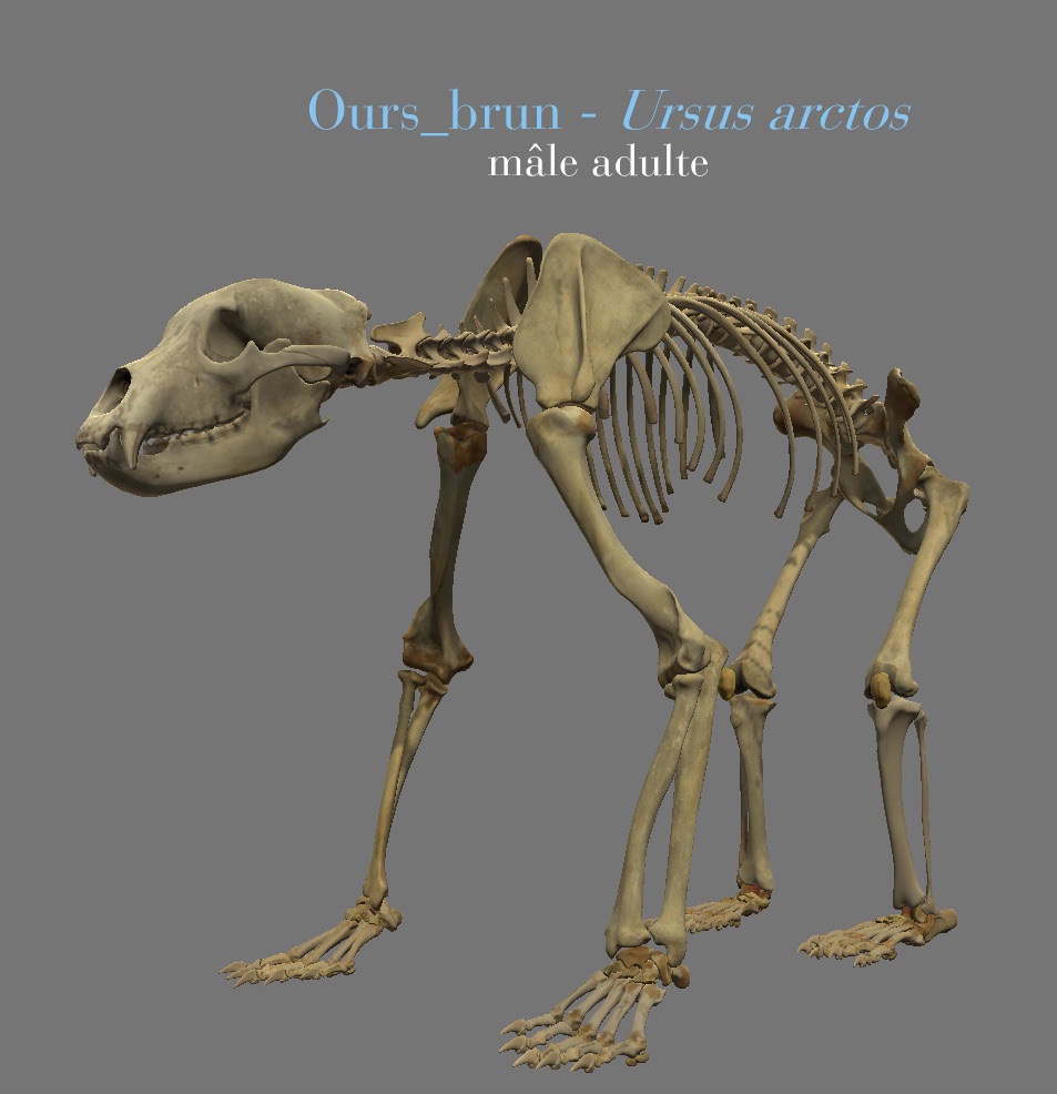 VERTEBRES