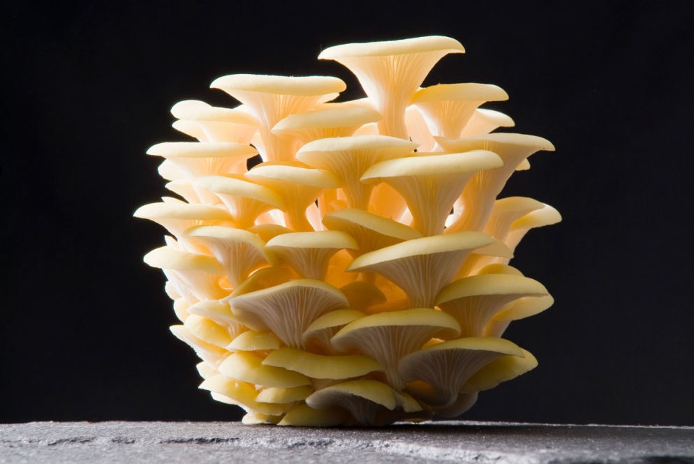Le Champignon d'Alsace