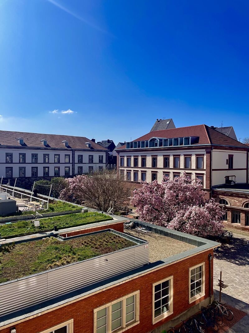 Vue depuis nos locaux sur les toits et la cour arborée, sous un ciel bleu